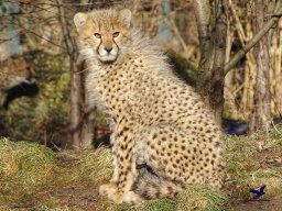 Tiergarten Schönbrunn am 27.01.2026